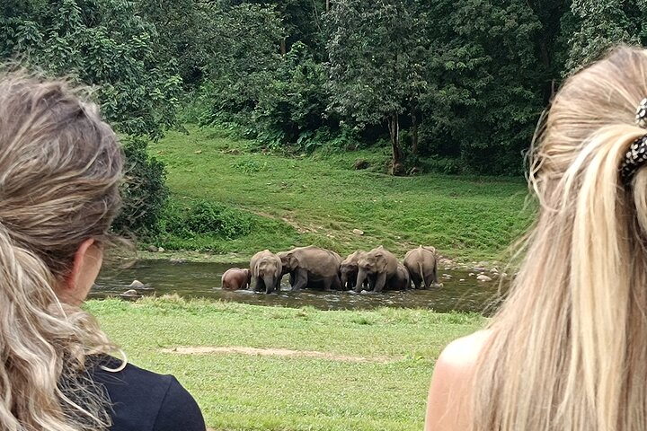 Visita guiada por la vida de Anakulam Wild Elephant Village (Por Munnar Info)