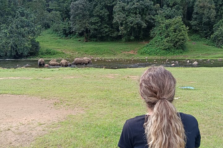 Visita guiada por la vida de Anakulam Wild Elephant Village (Por Munnar Info)