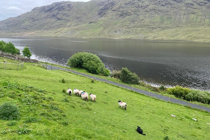 Kleine Gruppe Kylemore Abbey, Sheepdog Demo & Connemara Tour