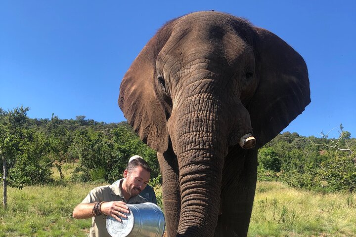 Tour zum Elefanten- und Affenschutzgebiet ab Johannesburg