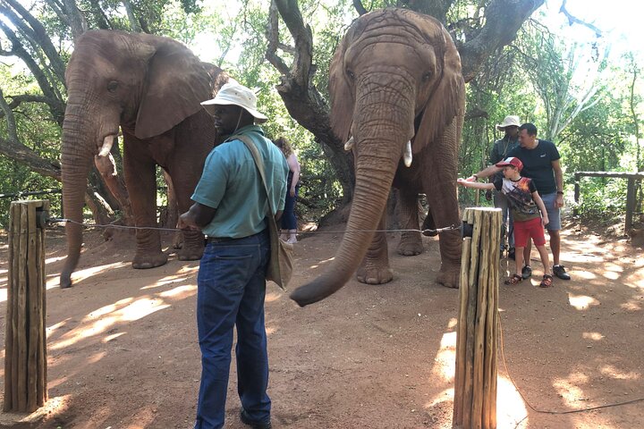 Tour zum Elefanten- und Affenschutzgebiet ab Johannesburg