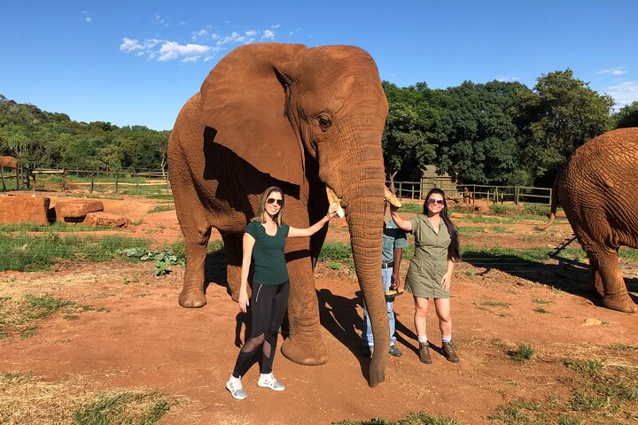 Tour zum Elefanten- und Affenschutzgebiet ab Johannesburg