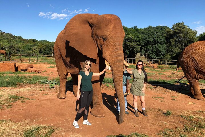 Tour zum Elefantenschutzgebiet ab Johannesburg