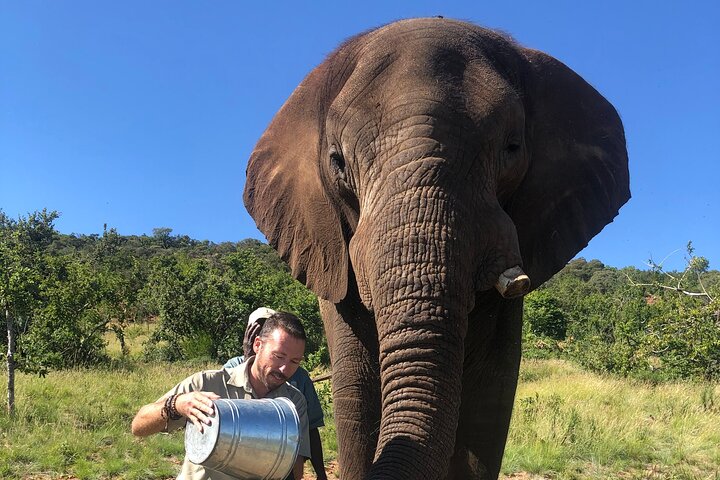 Tour zum Elefantenschutzgebiet ab Johannesburg