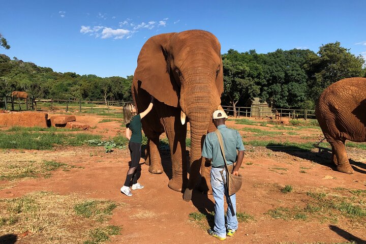 Tour zum Elefantenschutzgebiet ab Johannesburg