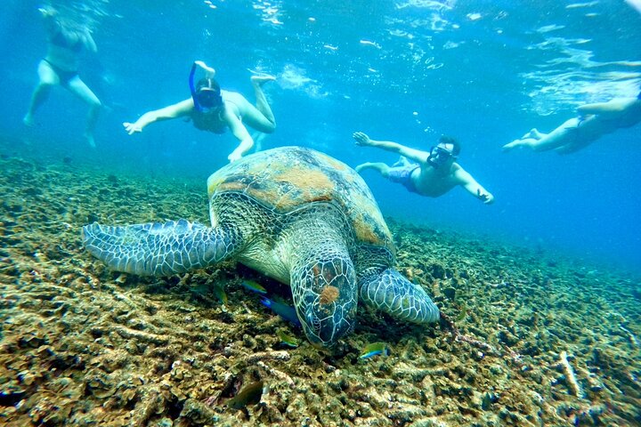 Ko Tao: Vintage båd - lille gruppe snorkling dagstur med måltider