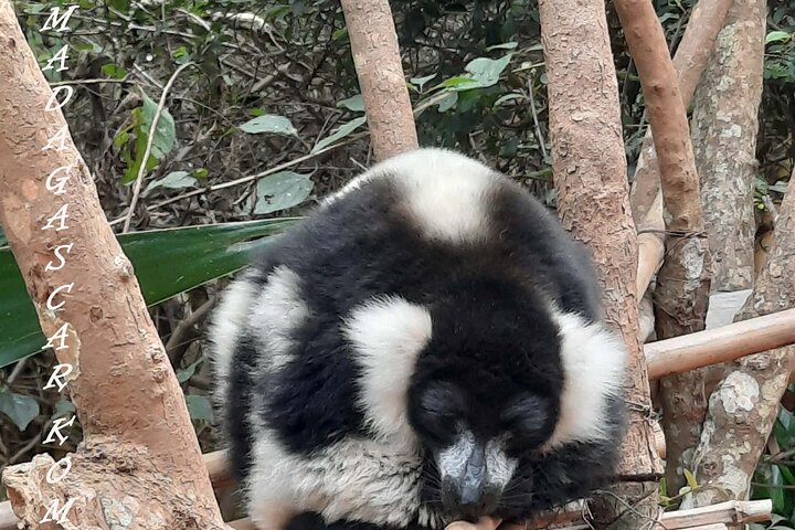 キツネザル公園と女王の宮殿のプライベートツアー
