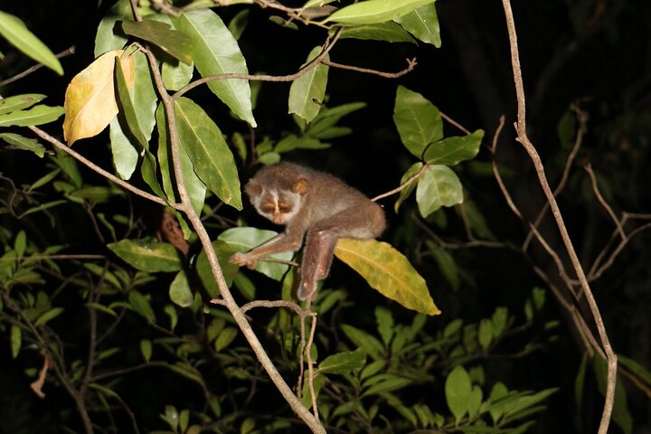 Caminata nocturna para ver loris esquivos y raros en Sigiriya