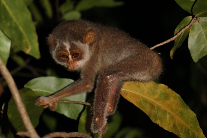 Caminata nocturna para ver loris esquivos y raros en Sigiriya