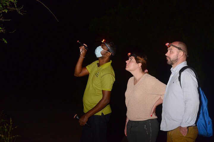 Caminata nocturna para ver loris esquivos y raros en Sigiriya