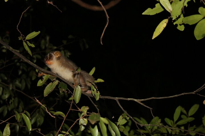 Caminata nocturna para ver loris esquivos y raros en Sigiriya