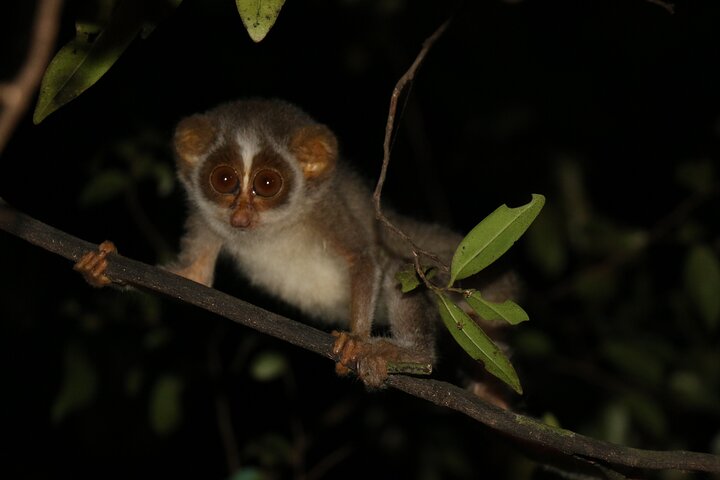 Caminata nocturna para ver loris esquivos y raros en Sigiriya
