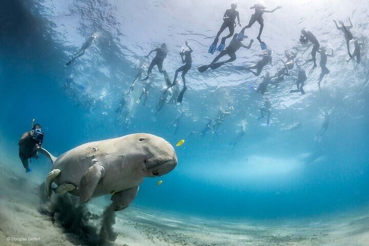Paseo en barco por Marsa Mubarak con tortugas y dugongos desde Marsa Alam