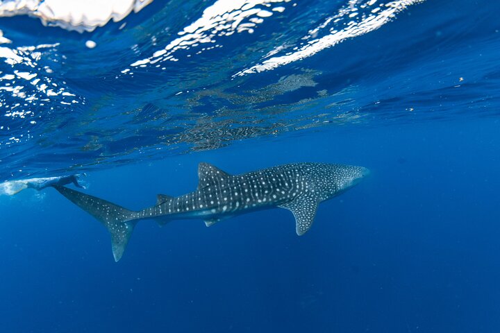 Hvalhai og Ningaloo Reef (Shoulder Season) tur i Exmouth