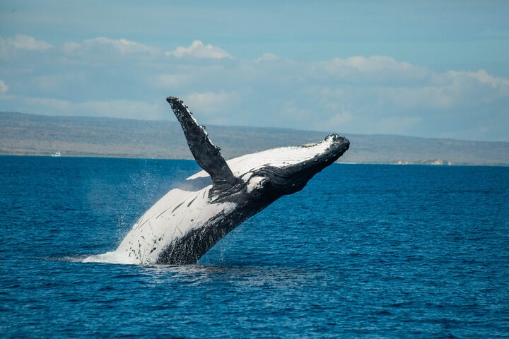 Hvalhai og Ningaloo Reef (Shoulder Season) tur i Exmouth
