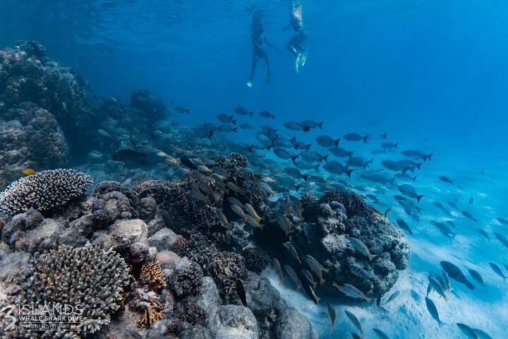Hvalhai og Ningaloo Reef (Shoulder Season) tur i Exmouth