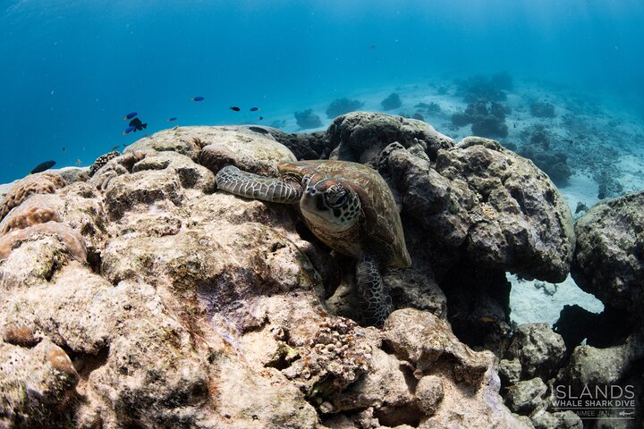 Hvalhai og Ningaloo Reef (Shoulder Season) tur i Exmouth