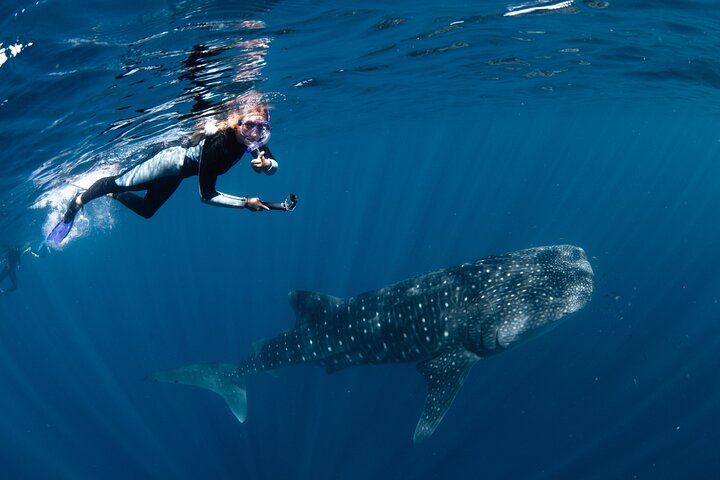 Hvalhai og Ningaloo Reef (Shoulder Season) tur i Exmouth