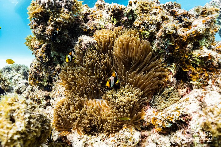 Hvalhai og Ningaloo Reef (Shoulder Season) tur i Exmouth