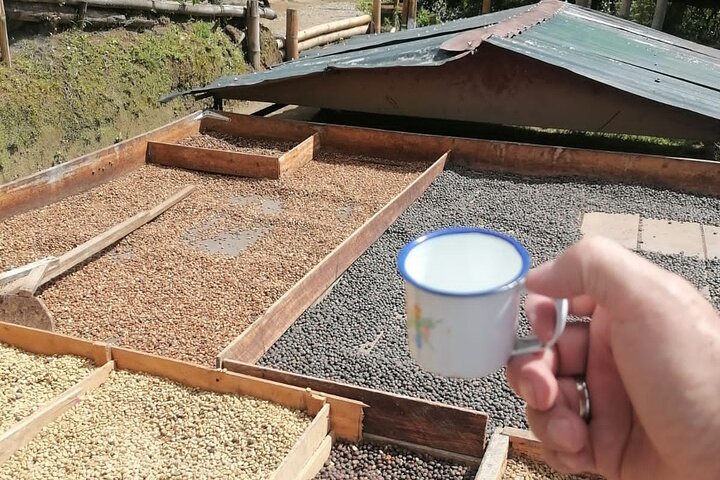 Tour zur Kaffeefarm und zu den heißen Quellen von Santa Rosa ab Pereira oder Armenien