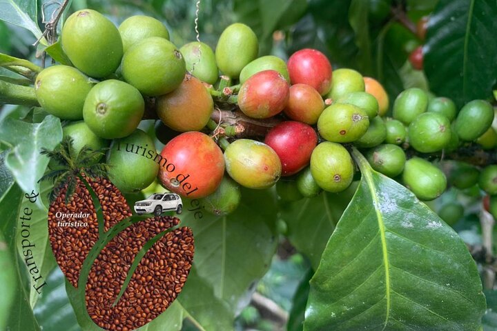 Tour zur Kaffeefarm und zu den heißen Quellen von Santa Rosa ab Pereira oder Armenien