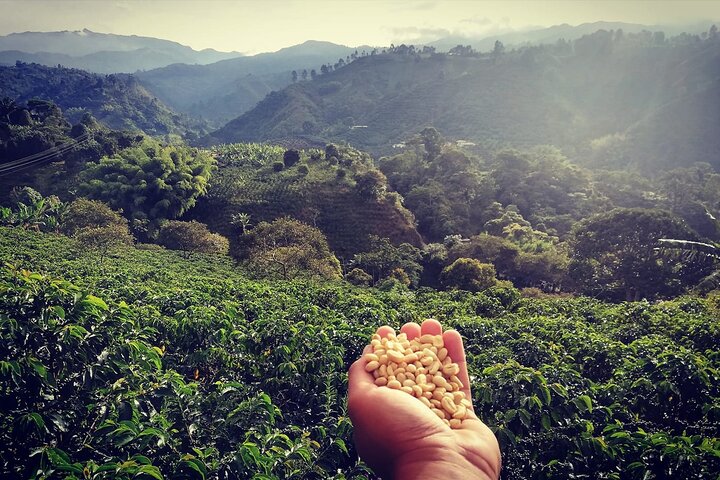 Tour zur Kaffeefarm und zu den heißen Quellen von Santa Rosa ab Pereira oder Armenien