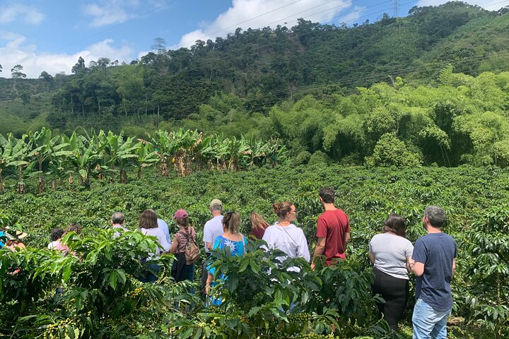 Tour zur Kaffeefarm und zu den heißen Quellen von Santa Rosa ab Pereira oder Armenien