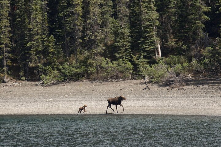 Wild Adventure Yukon Tour till Kanada inklusive City och Summit