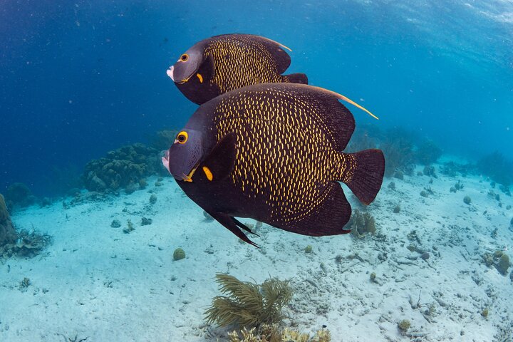 Klein Bonaire Marine Park Snorkeling Excursion small groups
