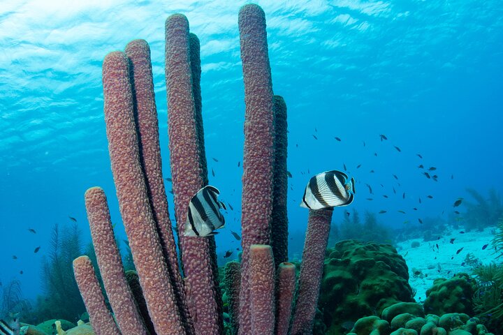 Klein Bonaire Marine Park Snorkeling Excursion small groups
