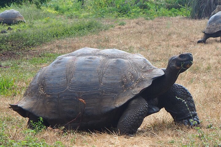 Tour Giant Tortoises, Lava Tunnels & Stop at Los Gemelos Craters”