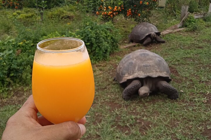 Tour Giant Tortoises, Lava Tunnels & Stop at Los Gemelos Craters”