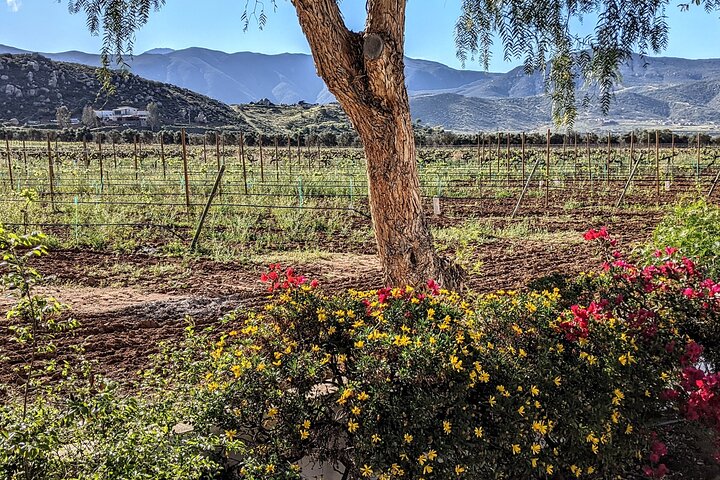 Visite gastronomique et œnologique premium de la vallée de Guadalupe