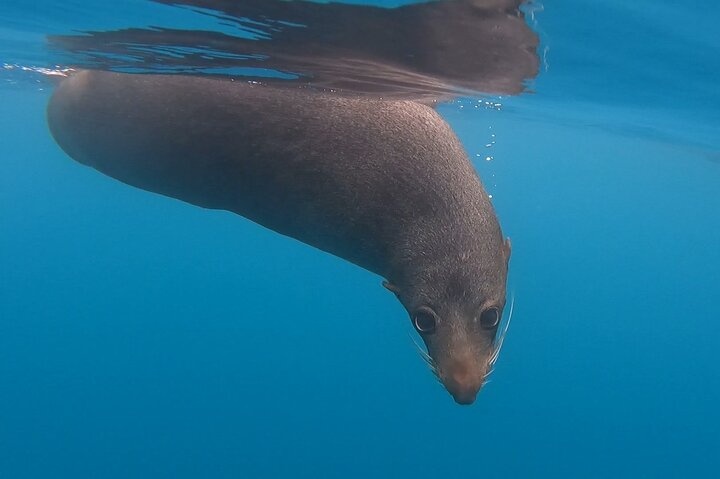 Aventura en kayak con focas en Kaikoura