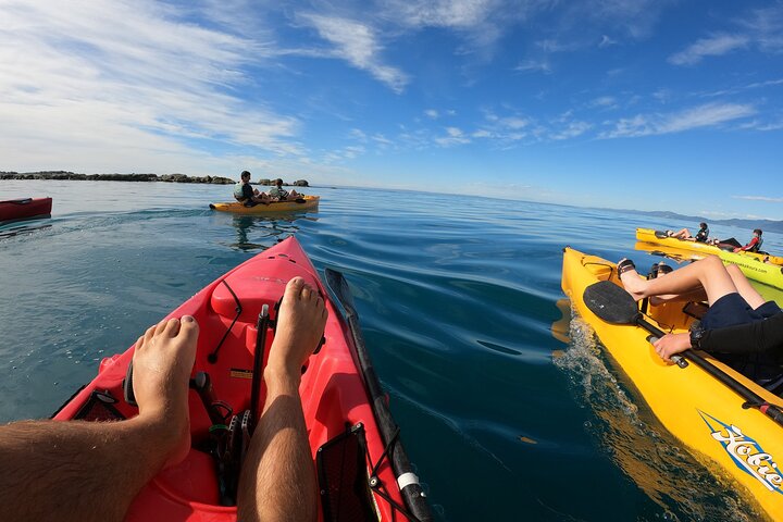 Aventura en kayak con focas en Kaikoura