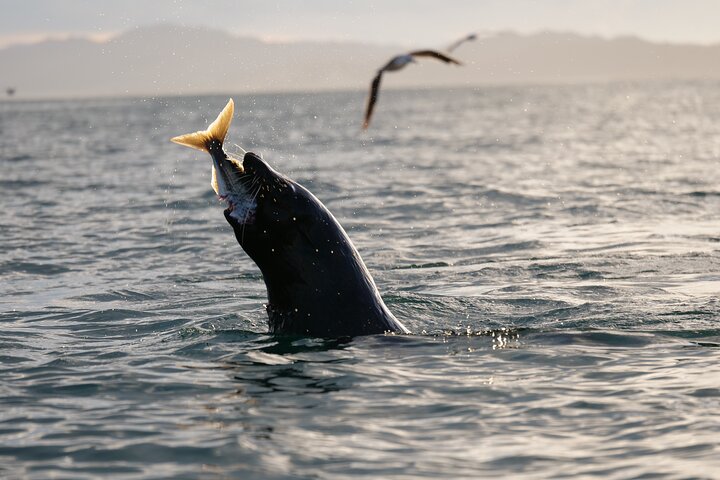 Aventura en kayak con focas en Kaikoura