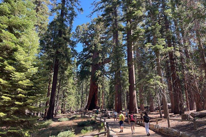 Tour privato del Parco Nazionale di Yosemite e delle Sequoie da San Francisco