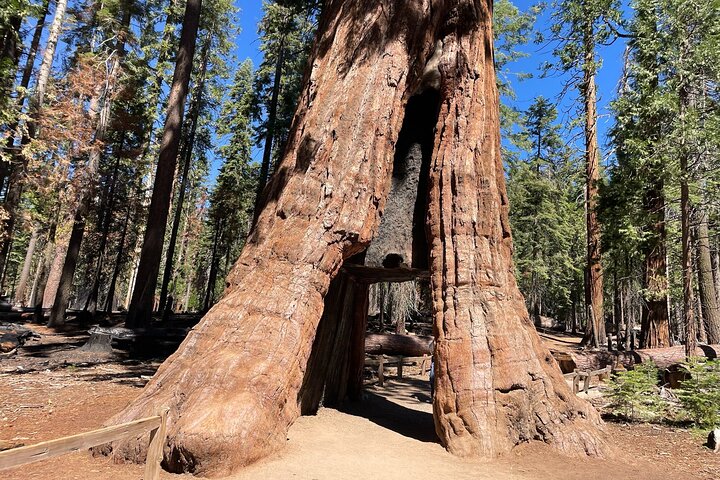 Tour privato del Parco Nazionale di Yosemite e delle Sequoie da San Francisco