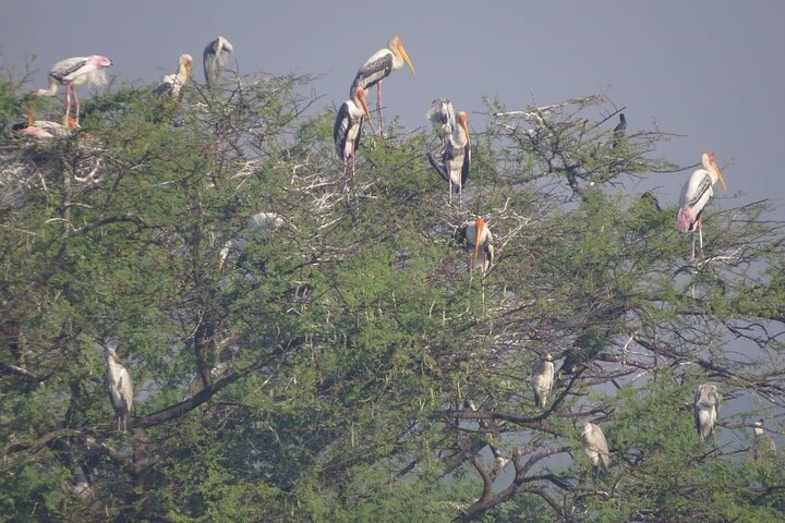 Observación de aves en el Santuario de Vida Silvestre Nandur Madhyameshwar Nashik