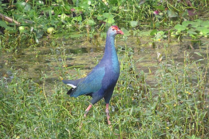 Observación de aves en el Santuario de Vida Silvestre Nandur Madhyameshwar Nashik