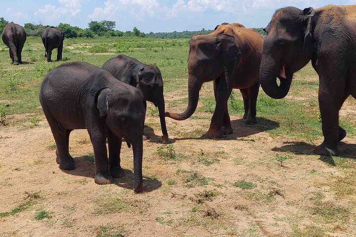 Udawalawe National Park Halvdags Jeep Safari (privat tur)