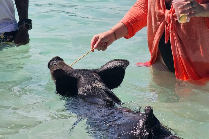 Nassau 3-stops: Snorkeling, Swimming Pigs, Turtles & Lunch