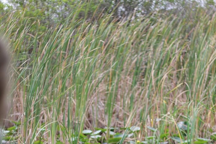 Everglades Small-Group Tour from Miami with Transportation