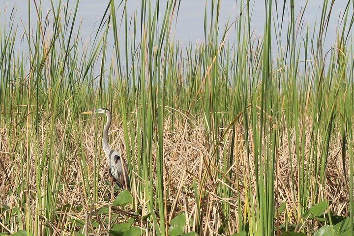 Everglades Small-Group Tour from Miami with Transportation
