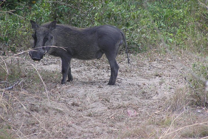 Full-Day Safari in Maputo National Park