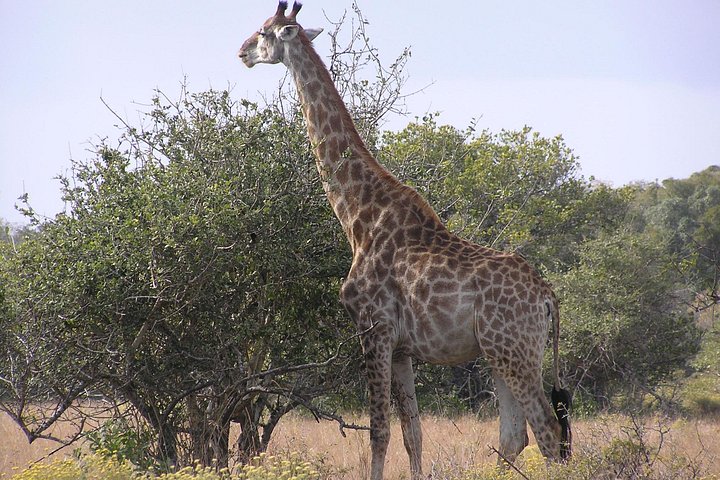 Full-Day Safari in Maputo National Park