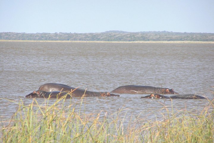 Full-Day Safari in Maputo National Park