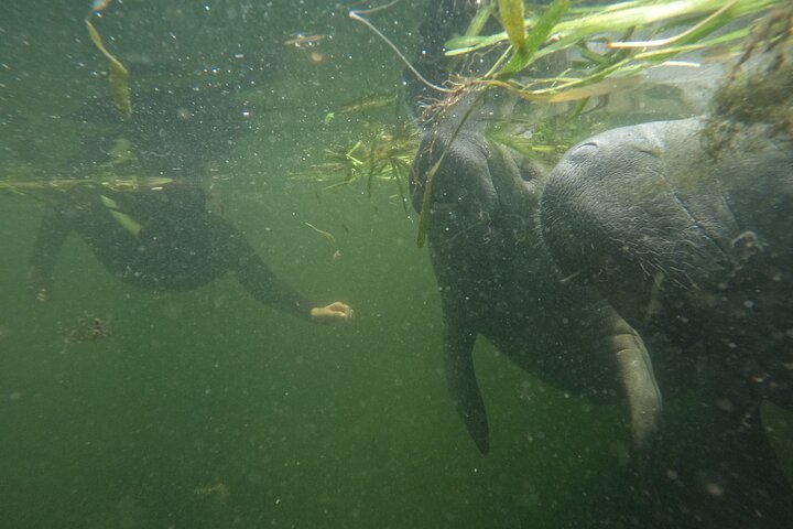 Natación de manatí todo incluido para grupos pequeños de 3 horas con foto gratis pkg
