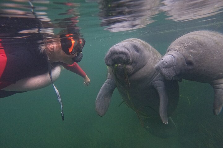 Natación de manatí todo incluido para grupos pequeños de 3 horas con foto gratis pkg