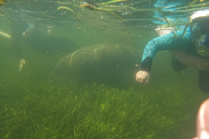 Natación de manatí todo incluido para grupos pequeños de 3 horas con foto gratis pkg